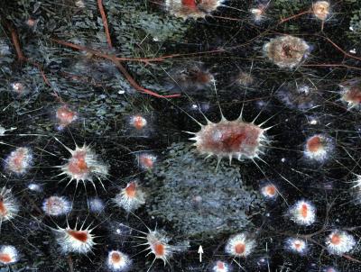 Nerves in Squid Skin