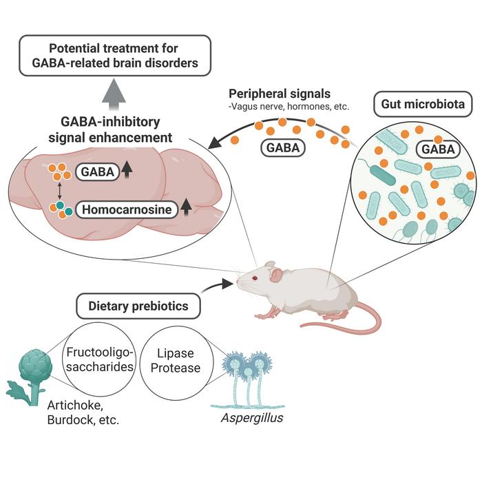 Prebiotics-Induced Gut GABA: A Potential Therapeutic Approach for GABA-Related Brain Disorders