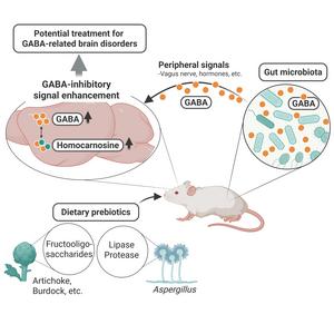 Prebiotics-Induced Gut GABA: A Potential Therapeutic Approach for GABA-Related Brain Disorders