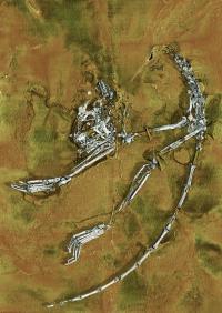 3-D Representation of Earliest Primate Fossil