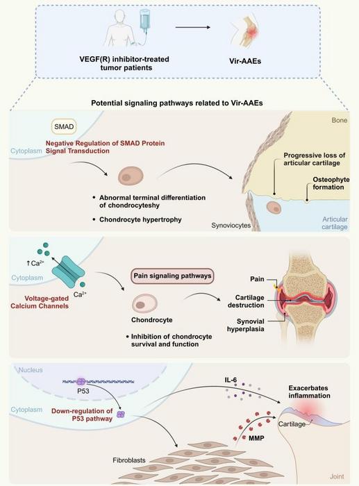 Schematic diagram illustrating the key signaling pathway mechanisms underlying Vir-AAEs-induced arthritis