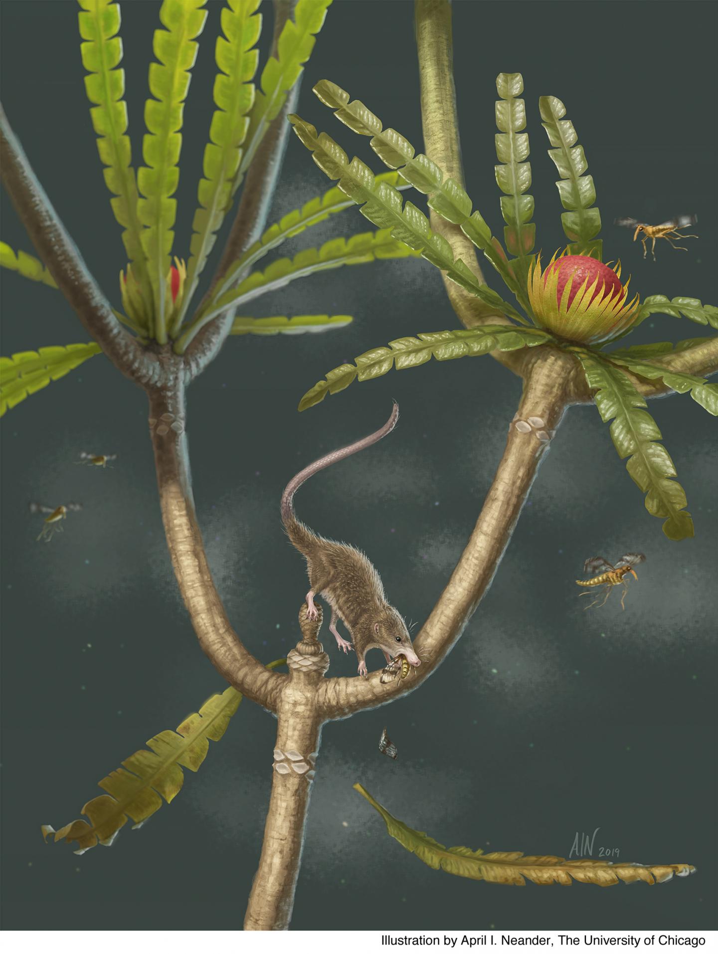 Microdocodon Reconstruction
