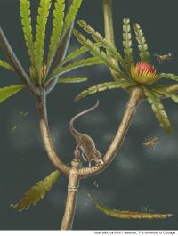 Microdocodon Reconstruction
