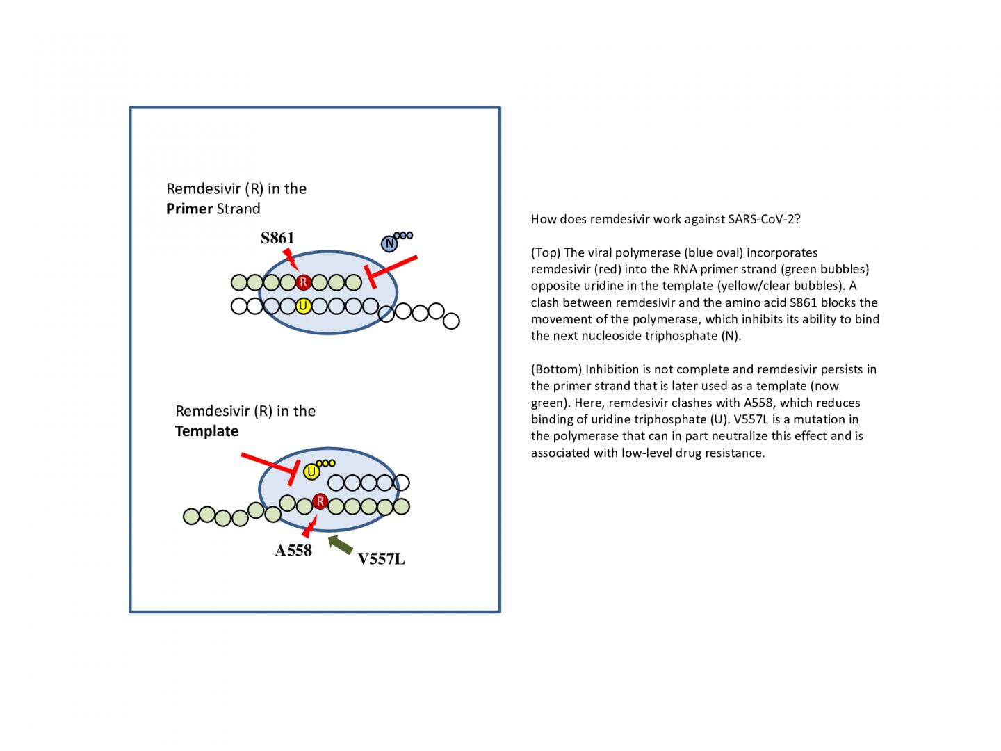 How does remdesivir work against SARS-CoV-2?