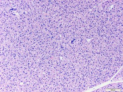 How Brown Fat Cells Develop