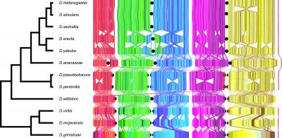 Drosophila Gene Rearrangement