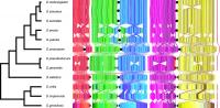 Drosophila Gene Rearrangement