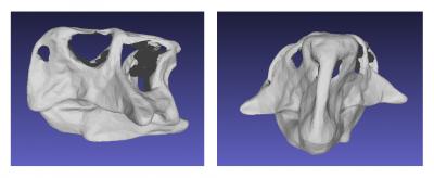 Psittacosaur Skull