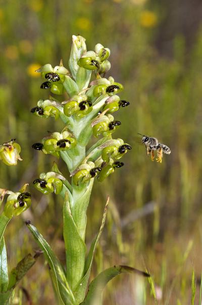 Bee Visits Orchid Flower (2 of 3)