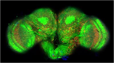 Fruit Fly Brain