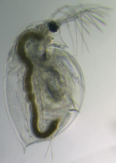 Daphnia pulex