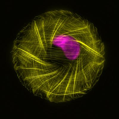 Cytoskeletal Organization