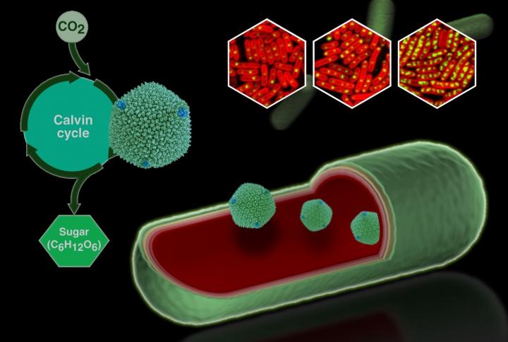 Cyanobacteria Carboxysomes