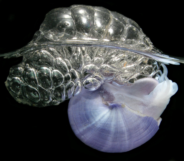 Converging ocean currents bring floating life and garbage together