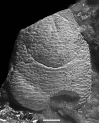Fossil Squat Lobster and Its Parasite