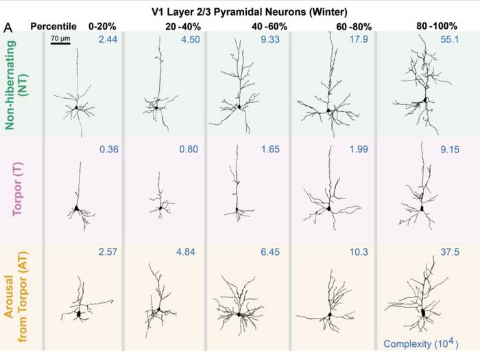 Squirrel neuron structure changes during hibernation