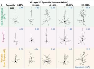 Squirrel neuron structure changes during hibernation