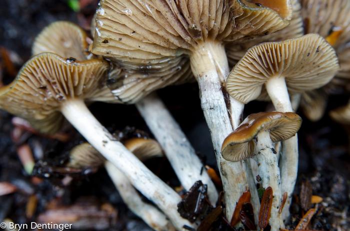 Psilocybe cyanescens
