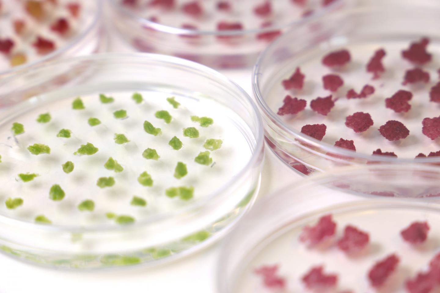 Birch Cell Cultures