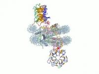 Scientists Develop the First Atomic View of Key Genetic Processes (1 of 2)