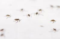 <i>Rhagovelia</i> Walking on Water