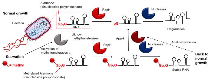 Graphical Abstract