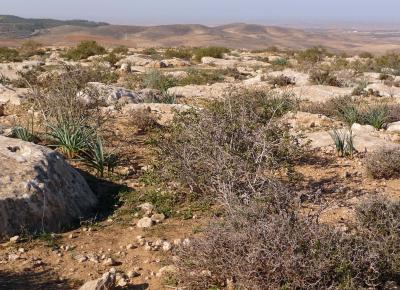 Desert Region