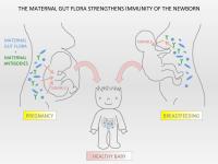 Mom's Microbes Influence Her Offspring's Immune System, Mice Study Shows (2 of 2)
