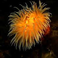 Sea Anemone