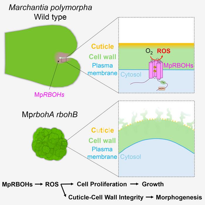 How RBOH-mediated ROS production aids the development and morphogenesis of Marchantia polymorpha