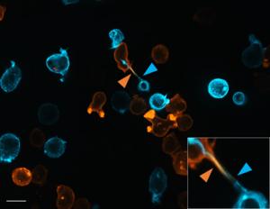 Nanotube 3