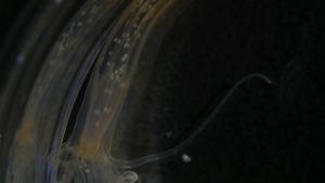 Female nematostella spawning