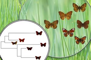 Butterflies