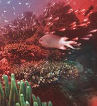 A Spiny Chromis Damselfish
