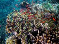 Incredible Philippine Reef Diversity