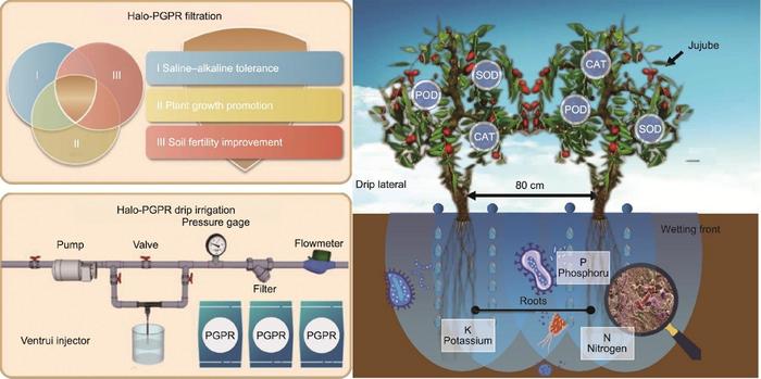 Schematic layout of the drip irrigation strategy for halotolerant PGPB and potential pathways for regulating soil salinity and plant performance.