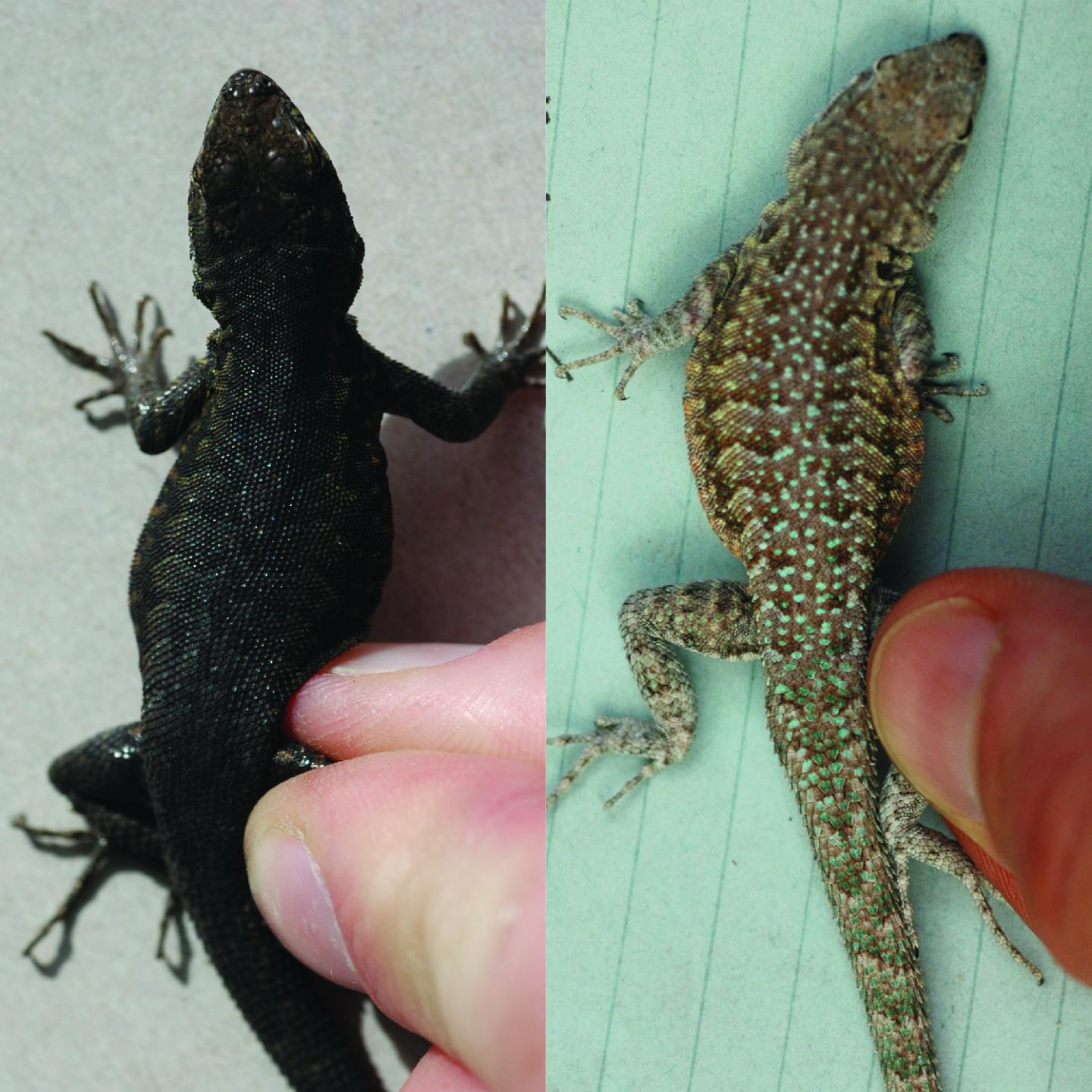 Same Lizard, Different Environments