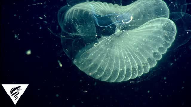 Deep-Diving Technology Finds Little Filter Feeder Has Giant Carbon Cycling Impact