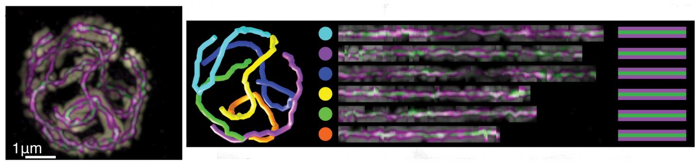 Observing DNA in a Tiny Worm