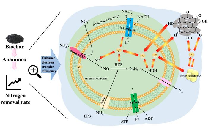 Biochar as an electron bridge: mechanistic insights into enhanced anammox performance in wastewater treatment