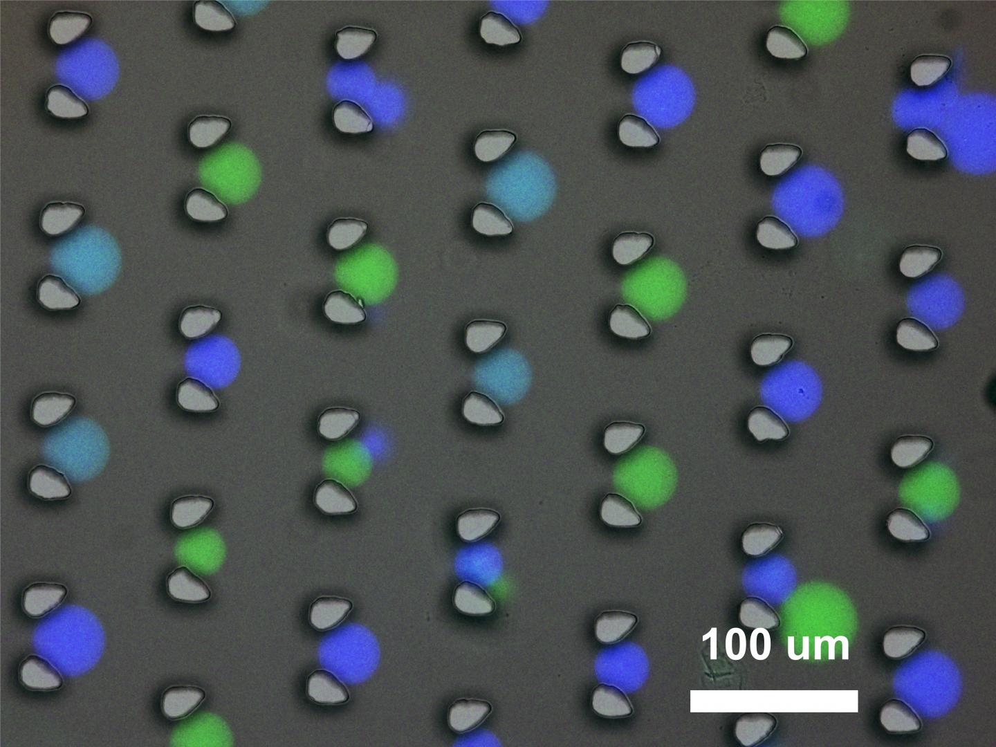 Synthetic Protocells Used For DNA Communication And Computing