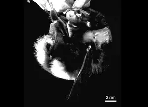 A buff-tailed bumblebee (Bombus terrestris) buzz-pollinating a flower of the tomato family