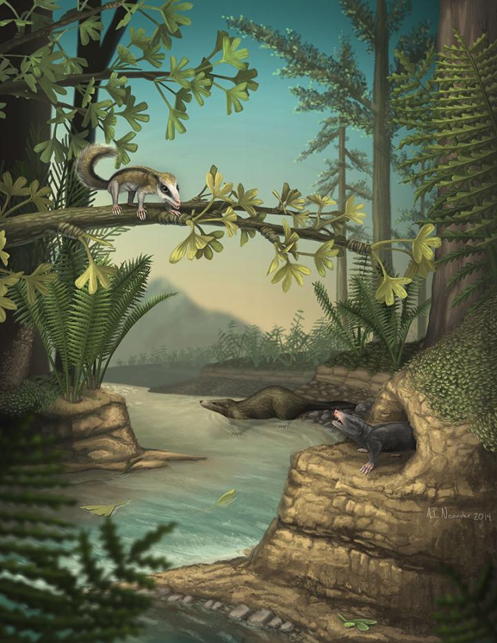 New Mammal Fossils Show Off Early Diversity (1 of 9) [IMAGE ...