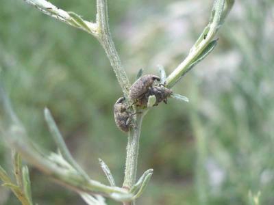<I>Larinus minutus</I>