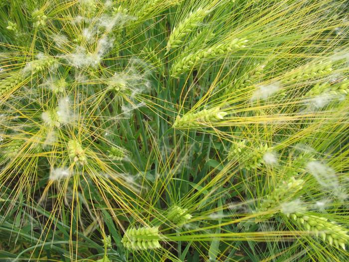 Barley