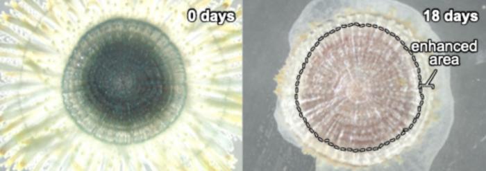 Ring growth