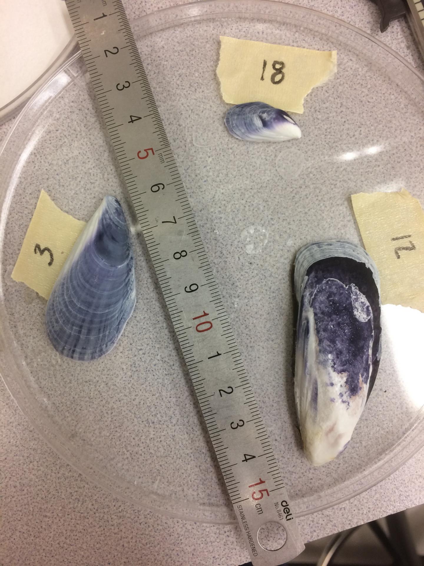 Shell samples