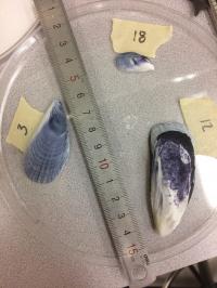 Shell samples