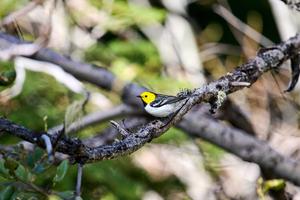 Hermit Warbler