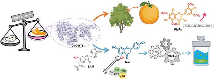 A schematic model of CsOMT5-driven biosynthesis and accumulation of PMFs.